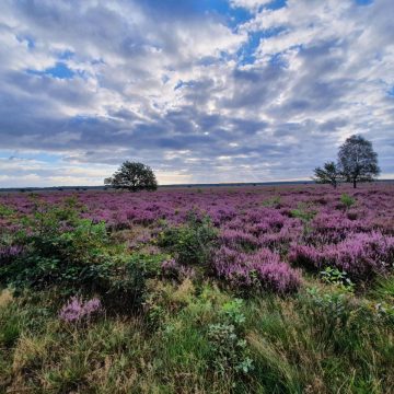 Heidebloemen juli 2020 bed and breakfast ermelo